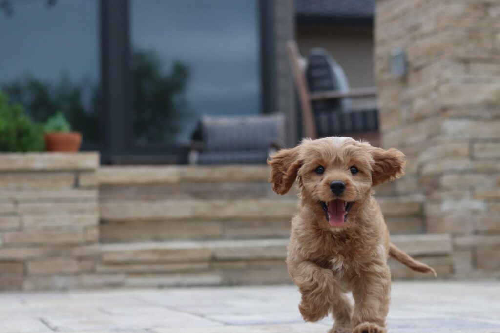 puppies
